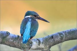 <p>LEDŇÁČEK ŘÍČNÍ (Alcedo attis) Šluknovsko - Jiříkov /Common kingfisher - Eisvogel/</p>